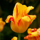Yellow Tulip with water droplets